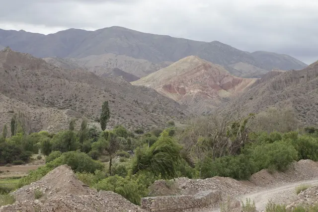 Cerro rosado entre álamos
